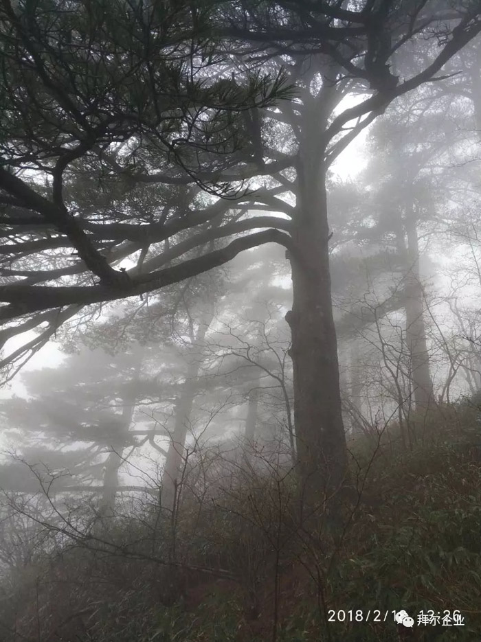 拜爾地板黃山之旅